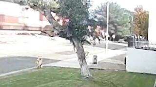 Small Plane Hits Tree