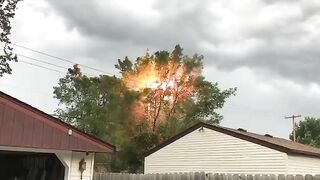 Burnt Trees Next To Power Lines