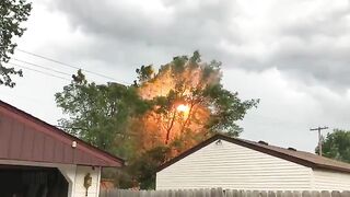 Burnt Trees Next To Power Lines