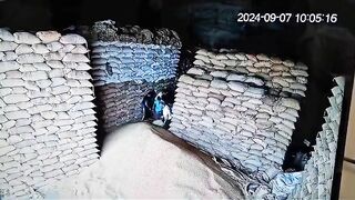 Warehouse Worker Buried By Falling Wheat Sack