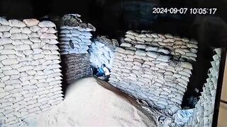 Warehouse Worker Buried By Falling Wheat Sack