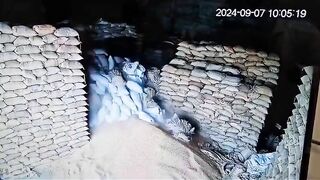 Warehouse Worker Buried By Falling Wheat Sack